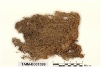 藏品(泥炭苔屬)的圖片